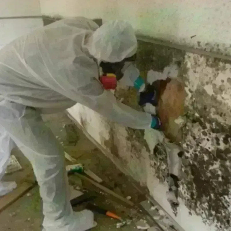 Mold Remediation and Removal in Cleveland, WI